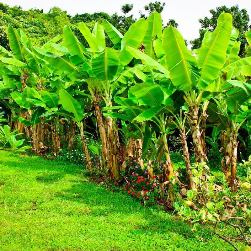 Banyan Tree Sanctuary Guest House Kalaoa المظهر الخارجي الصورة