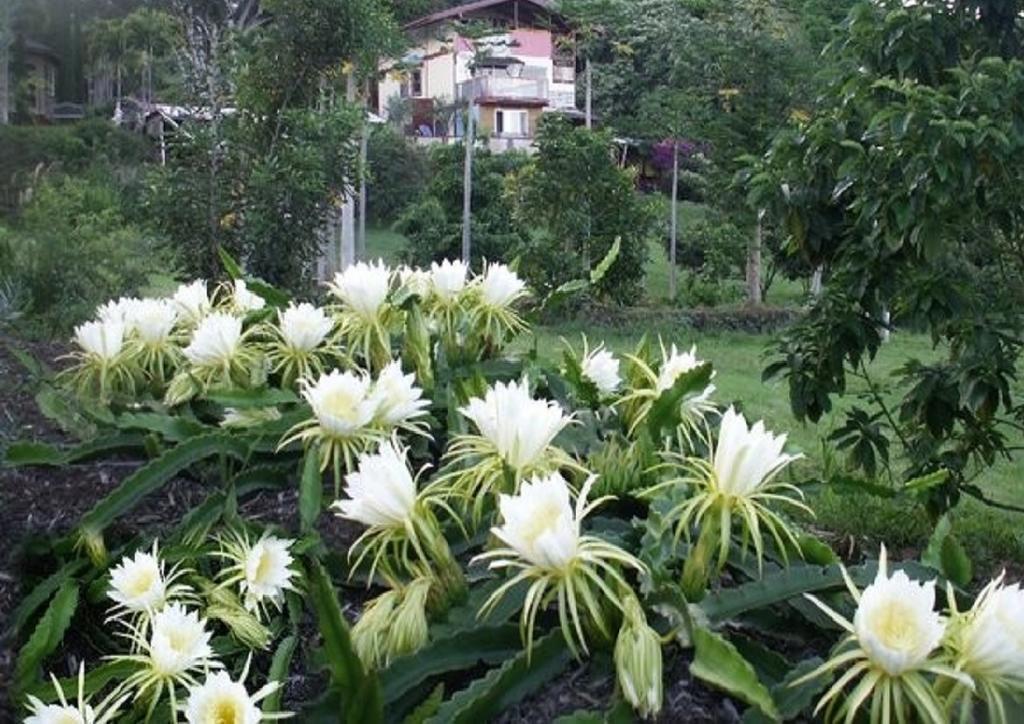 Banyan Tree Sanctuary Guest House Kalaoa المظهر الخارجي الصورة